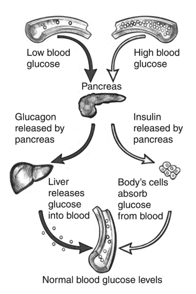 Drawing showing how the pancreas responds to low or high blood glucose levels.