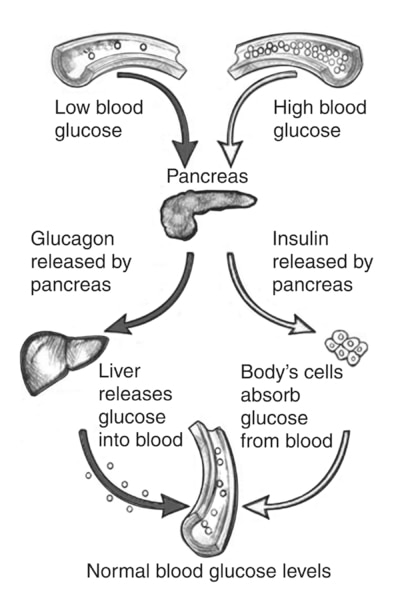 Drawing showing how the pancreas responds to low or high blood glucose levels.