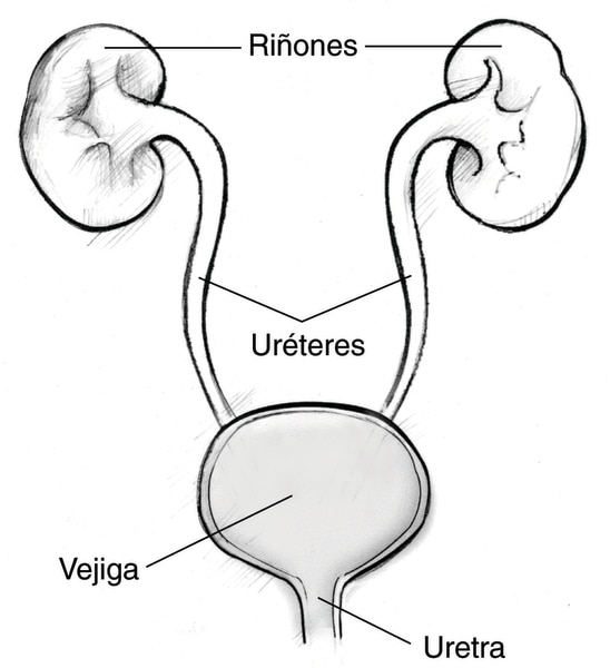 Ilustración de las vías urinarias. Se identifica a los riñones, los uréteres, la vejiga y la uretra.