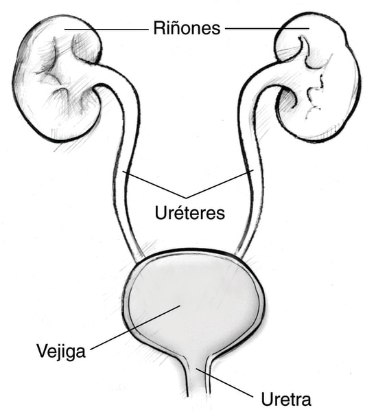 Tracto urinario femenino - Media Asset - NIDDK