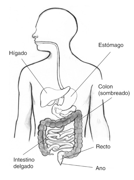 Dibujo del tracto digestivo en el que se señala el hígado, estómago, intestino delgado, colon, recto y ano. Se sombrea el colon.