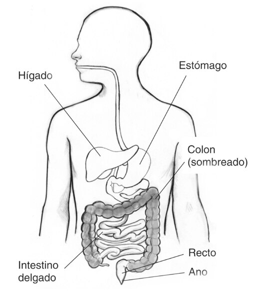 Dibujo del tracto digestivo en el que se señala el hígado, estómago, intestino delgado, colon, recto y ano. Se sombrea el colon.