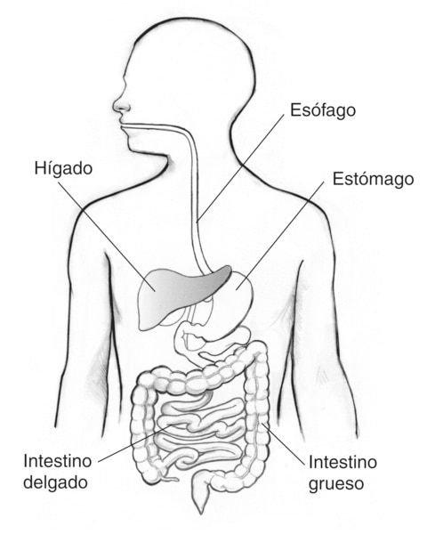Dibujo del tracto digestivo en el que se señala el esófago, estómago, hígado, intestino delgado e intestino grueso.