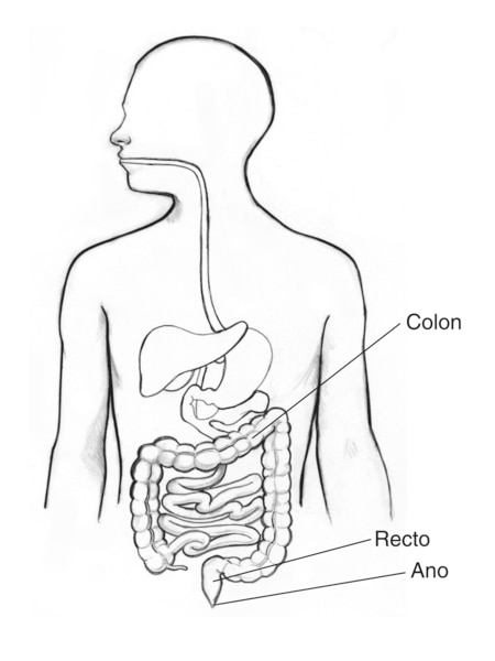 Dibujo del tracto digestivo en el que se señala el colon, recto y ano.