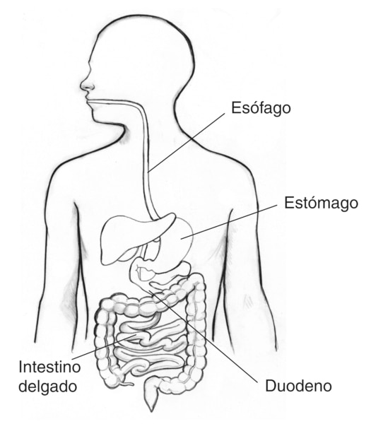 Dibujo del tracto digestivo en el que se señala el esófago, estómago, intestino delgado y duodeno.