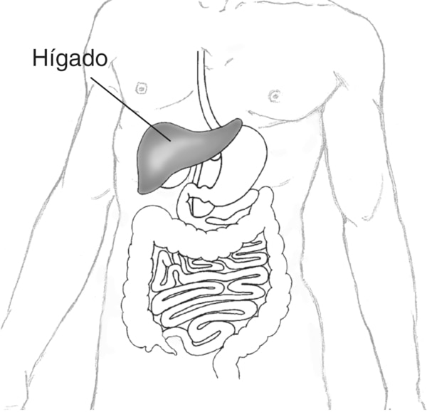 Ilustración de un torso humano que muestra el hígado y parte del sistema digestivo, se senala el hígado.