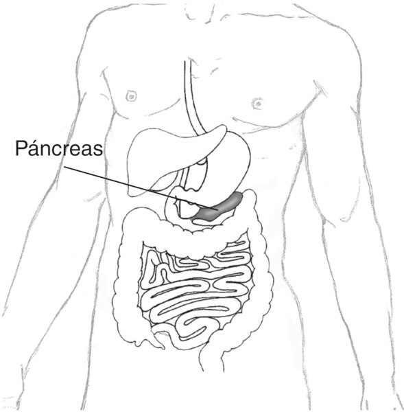 Ilustración de un torso humano que muestra el páncreas y parte del aparato digestivo, se señala el páncreas.