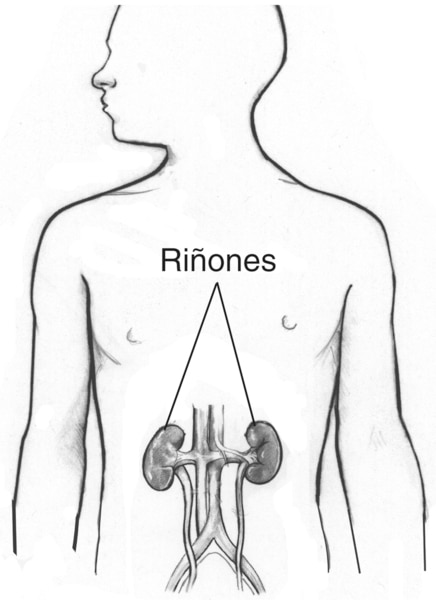 Ilustración de un torso humano que muestra el riñón, se señalan los riñones.