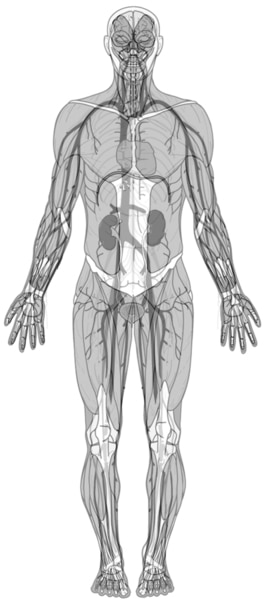 Ilustración mostrando los vasos sanguíneos del cuerpo.