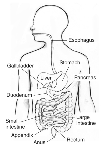 Illustration of the digestive system within an outline of the top half of a human body. The esophagus, liver, stomach, gallbladder, pancreas, duodenum, small intestine, large intestine, appendix, rectum, and anus are labeled.