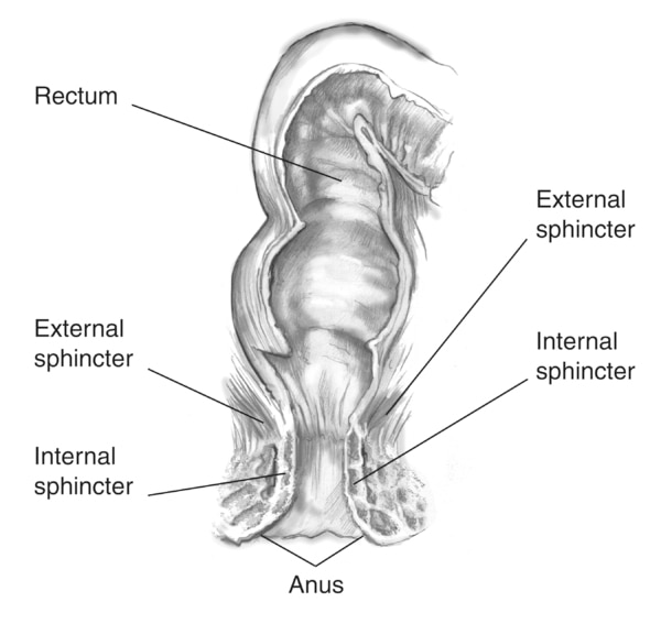 Drawing of the external and internal anal sphincter muscles with the internal sphincter, external sphincter, rectum, and anus labeled.