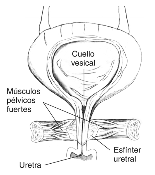 Toma frontal de un diagrama de la vejiga femenina con músculos pélvicos fuertes que mantienen cerrada a la uretra. Se muestra un corte traversal de la vejiga para mostrar orina en la vejiga. Se identifica el cuello vesical, los músculos pélvicos fuertes,