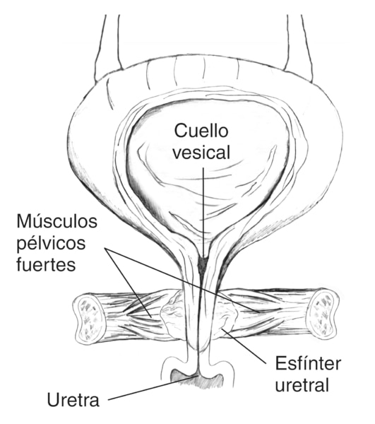 Toma frontal de un diagrama de la vejiga femenina con músculos pélvicos fuertes que mantienen cerrada a la uretra. Se muestra un corte traversal de la vejiga para mostrar orina en la vejiga. Se identifica el cuello vesical, los músculos pélvicos fuertes,