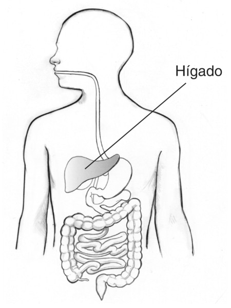 Ilustración del sistema digestivo en el cual se sombrea el hígado y se señala la silueta de un cuerpo masculino.