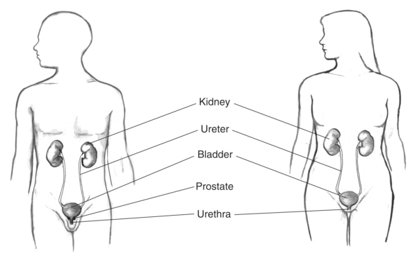 The male and female urinary tracts within the outline of male and female bodies. The kidney, ureter, bladder, prostate (male), and urethra are labeled.