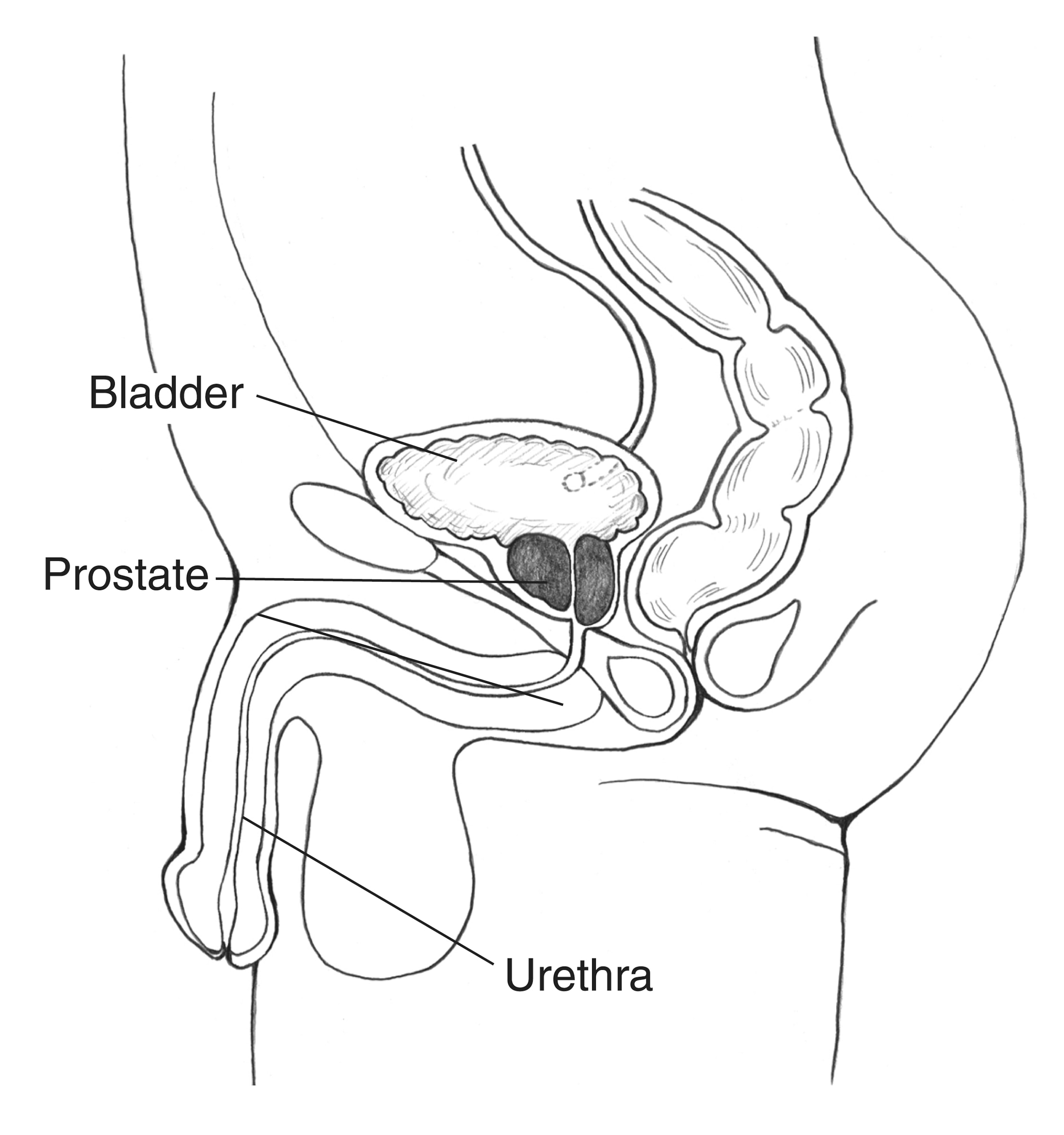 How to draw Human Excretory system | Urinary system | step by step - YouTube