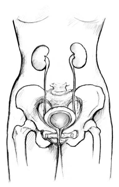 Drawing of the front view of an adult female urinary tract with the kidneys, ureters, bladder, urethra, pelvic floor muscles, and sphincters.