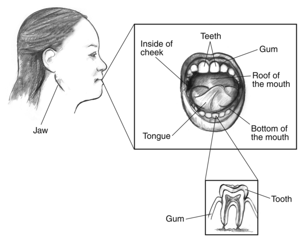 Drawing of the profile of a woman’s face with the jaw labeled. Inset of the mouth with the teeth, gum, roof of the mouth, bottom of the mouth, tongue, and inside of cheek labeled. A second inset of a tooth with the tooth and gum labeled.