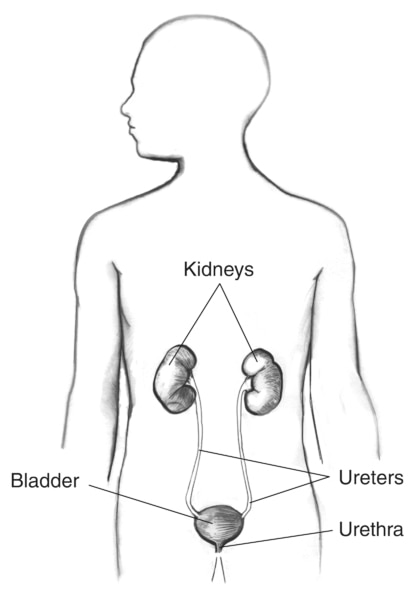Drawing of the urinary tract in the outline of a male body. Labels point to the kidneys, bladder, ureters, and urethra.