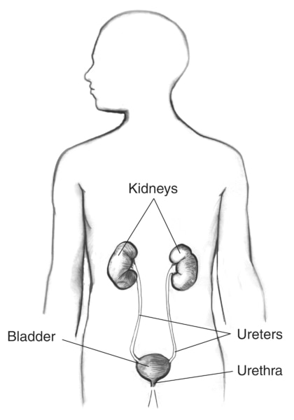 100,000 Urinary system Vector Images | Depositphotos