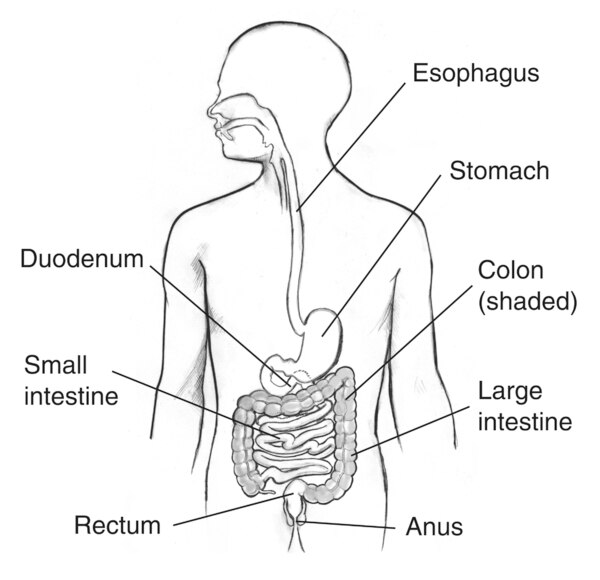 Illustration of the digestive tract within an outline of the top half of a human body. The esophagus, stomach, duodenum, small intestine, large intestine, colon, rectum, and anus are labeled.