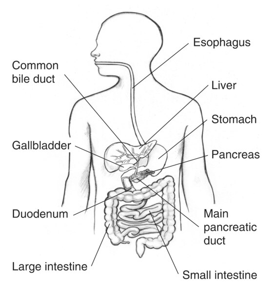 Drawing of the gastrointestinal tract inside the outline of a man’s torso with the esophagus, stomach, liver, common bile duct, gallbladder, pancreas, main pancreatic duct, duodenum, small intestine, and large intestine labeled.