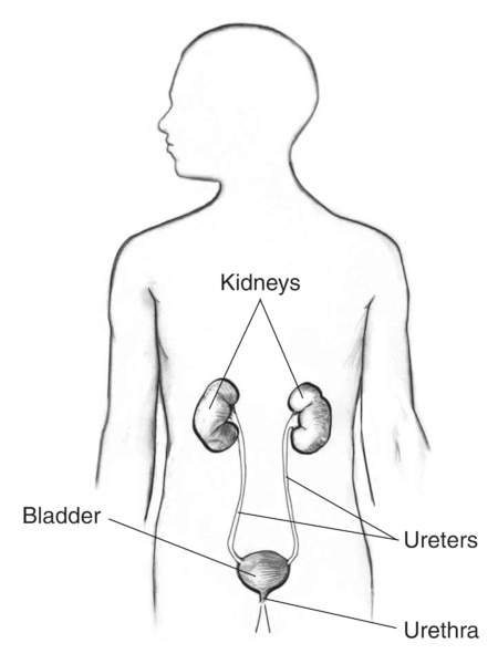 Drawing of the urinary tract in the outline of a male figure.