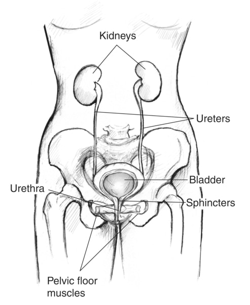 Drawing of the front view of an adult female urinary tract with the kidneys, ureters, bladder, urethra, pelvic floor muscles, and sphincters labeled.