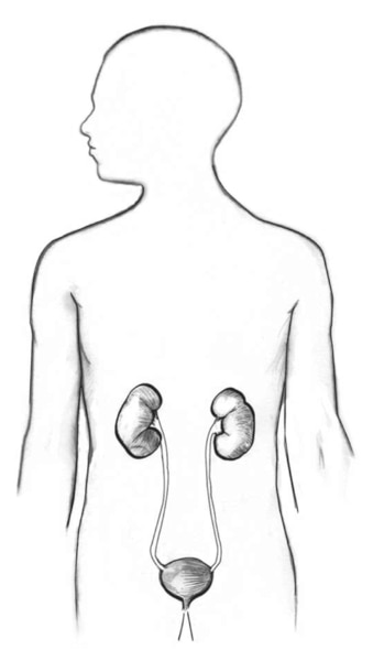 Drawing of the urinary tract in the outline of a male body.