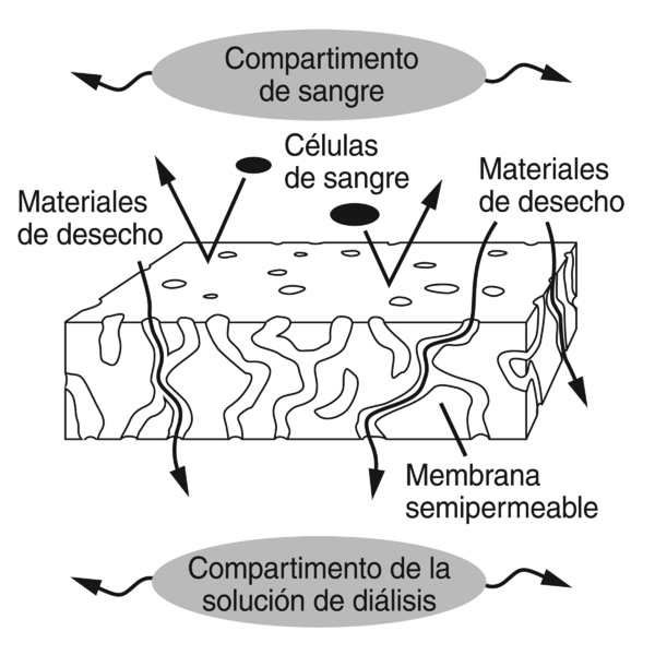 Ilustración de una sección de una membrana semipermeable que se puede utilizar en un dializador. La sección se asemeja a una esponja. El área encima de la membrana se identifica “Compartimento de sangre”. El área debajo de la membrana se identifica “Compa