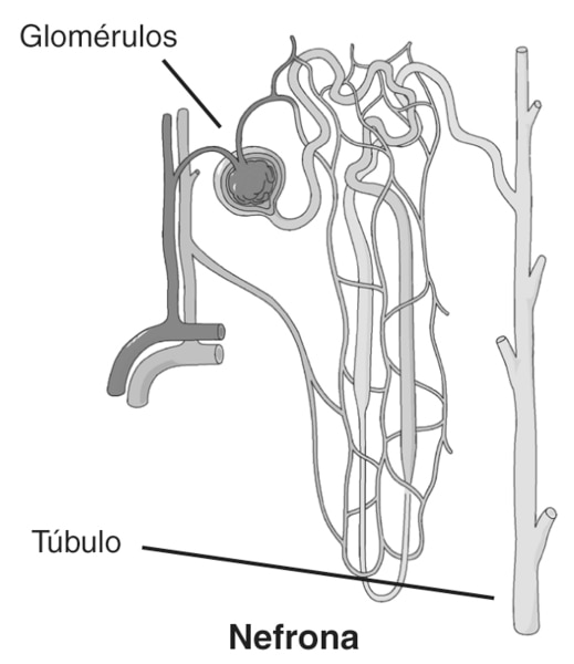 Ilustración de una nefrona, una estructura microscópica que contiene vasos sanguíneos diminutos entrelazados con un túbulo. El dibujo completo se identifica “Nefrona”. También se identifica a los túbulos, una estructura como las ramas de un árbol, y a los