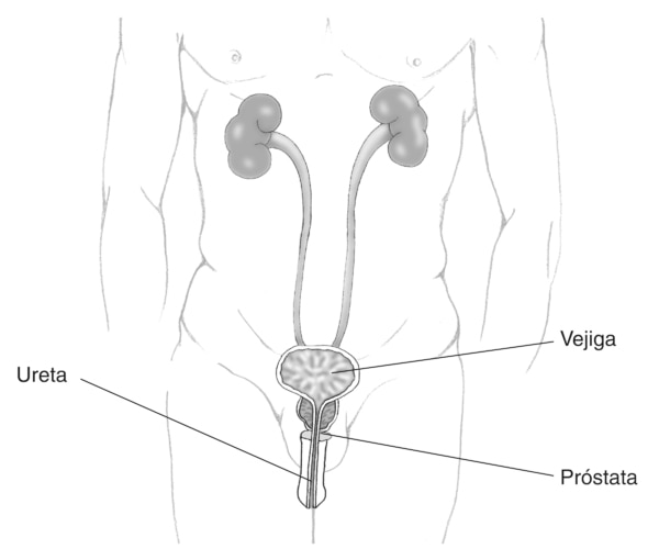 Ilustración del tracto urinario masculino en la que se señala la próstata, la uretra y la vejiga etiquetados.