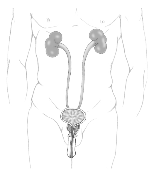 Ilustración del tracto urinario masculino en la que se señala la próstata, la uretra y la vejiga.
