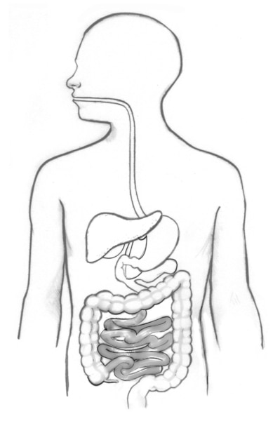 Drawing of the digestive tract.