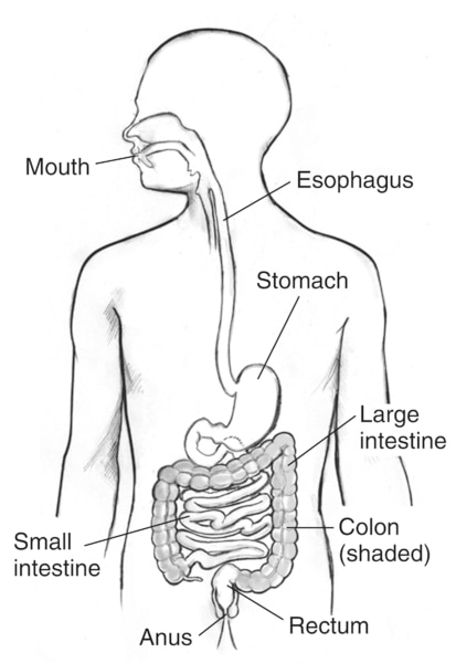 Drawing of the digestive tract inside the outline of a man’s torso with labels pointing to the mouth, esophagus, stomach, small intestine, large intestine, colon, rectum, and anus