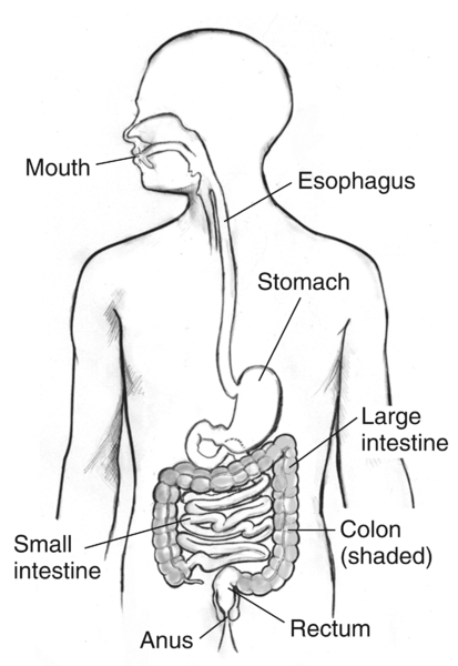 Drawing of the digestive tract inside the outline of a man’s torso with labels pointing to the mouth, esophagus, stomach, small intestine, large intestine, colon, rectum, and anus