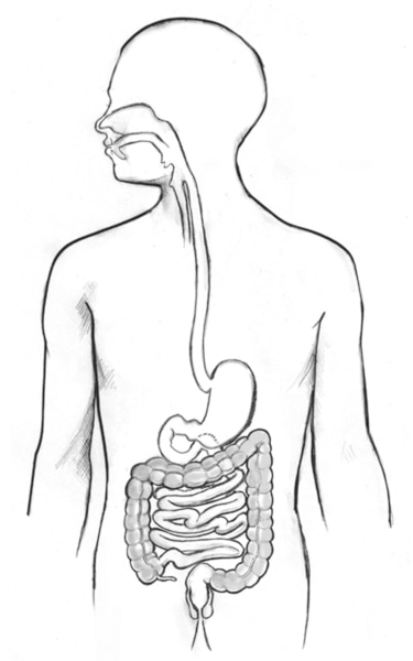 Drawing of the digestive tract within an outline of the top half of a human body.