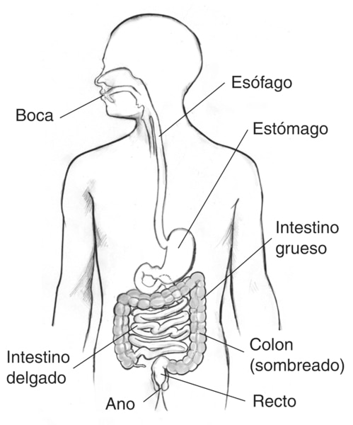 Dibujo del tracto digestivo dentro del perfil de la parte superior del torso humano. Se señala la boca, esófago, estómago, intestino delgado, intestino grueso, colon (sombreado), recto y ano.
