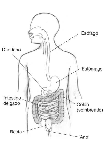 Dibujo del aparato digestivo en el que se señala el esófago, duodeno, estómago, intestino delgado, colon (sombreado), recto y ano.