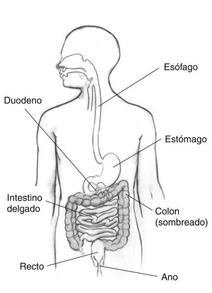 Dibujo del aparato digestivo en el que se señala el esófago, duodeno, estómago, intestino delgado, colon (sombreado), recto y ano.