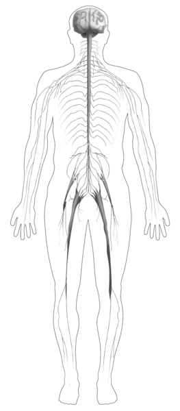Ilustración de la silueta de un cuerpo que muestra el sistema nervioso.