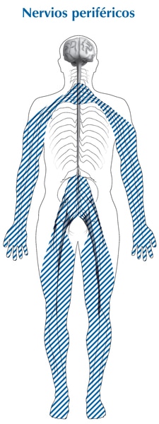 Ilustración de la silueta de un cuerpo con secciones sombreadas que muestran la ubicación de los nervios periféricos, que se titula: nervios periféricos.
