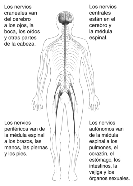 Ilustración del cuerpo que muestra el sistema nervioso con descripciones de los cuatro tipos de nervios. Los pares craneales van desde el cerebro hacia los ojos, boca, orejas y otras partes de la cabeza. Los pares centrales se encuentran en el cerebro y l