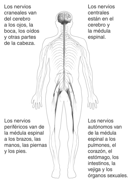 Ilustración del cuerpo que muestra el sistema nervioso con descripciones de los cuatro tipos de nervios. Los pares craneales van desde el cerebro hacia los ojos, boca, orejas y otras partes de la cabeza. Los pares centrales se encuentran en el cerebro y l