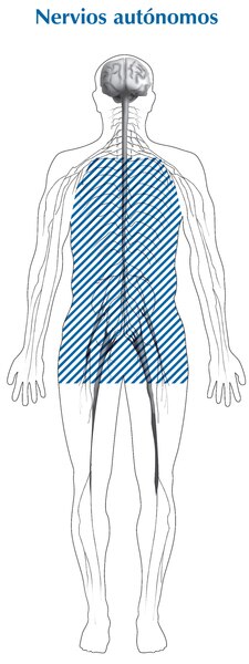 Ilustración de la silueta de un cuerpo con secciones sombreadas que muestra la ubicación de los nervios autónomos, que se titula: nervios autónomos.