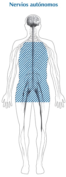 Ilustración de la silueta de un cuerpo con secciones sombreadas que muestra la ubicación de los nervios autónomos, que se titula: nervios autónomos.