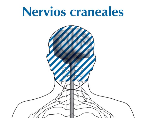 Ilustración de la cabeza y el cuello con un área sombreada que muestra la ubicación de los nervios craneales. La ilustración se titula nervios craneales.
