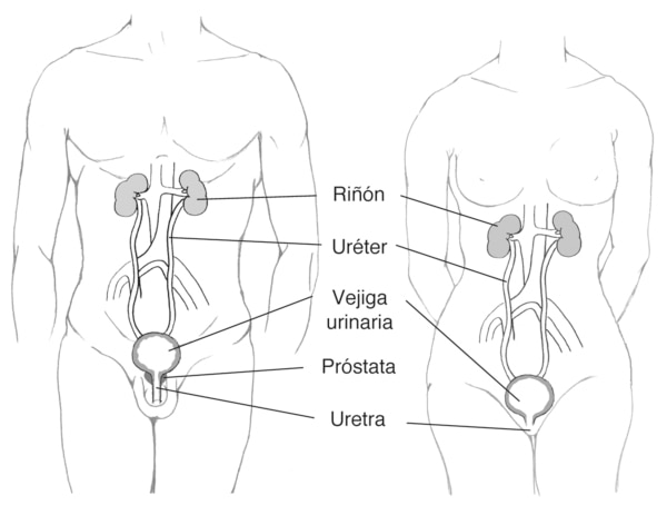 Imagen de las vias urinarias del hombre y de la mujer.