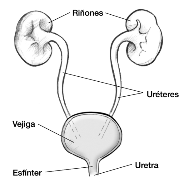 Diagrama de la vista frontal de las vías urinarias.