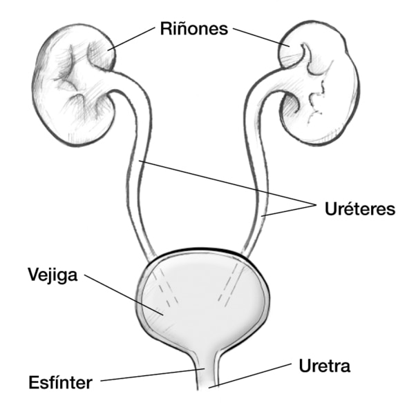 Diagrama de la vista frontal de las vías urinarias.